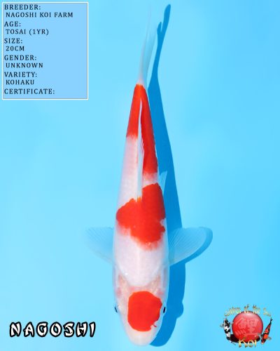 Maruten Kohaku 618