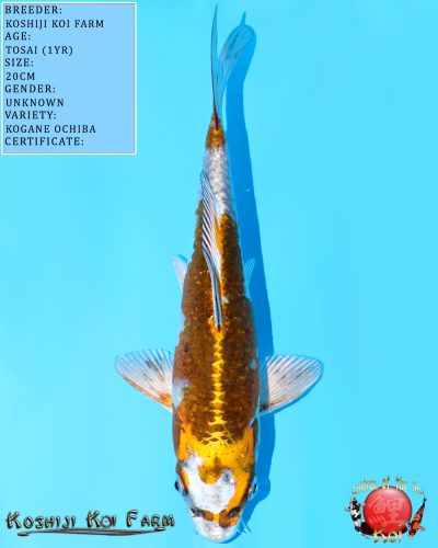 Kogane Ochiba 620