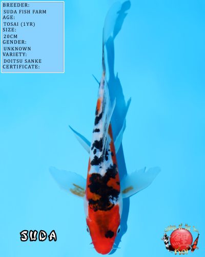 Butterfly Doitsu Sanke 621