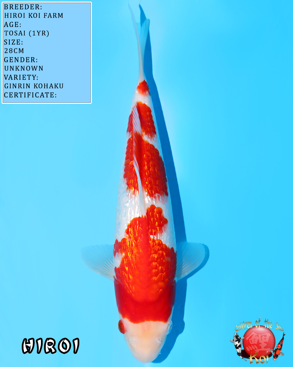 Ginrin Kohaku 624