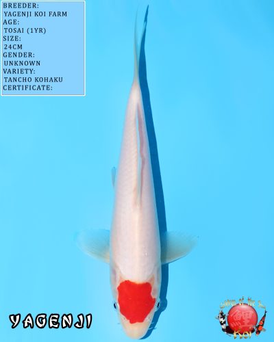 Tancho Kohaku 632