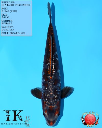 Ikarashi Toshinobu Godzilla 633