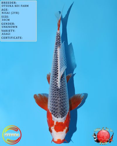 Otsuka Asagi 635
