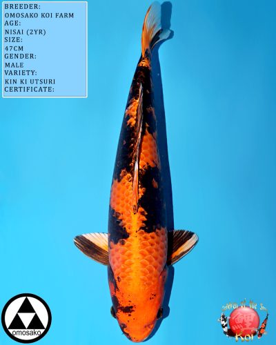 Omosako Nisai Kin Ki Utsuri 642