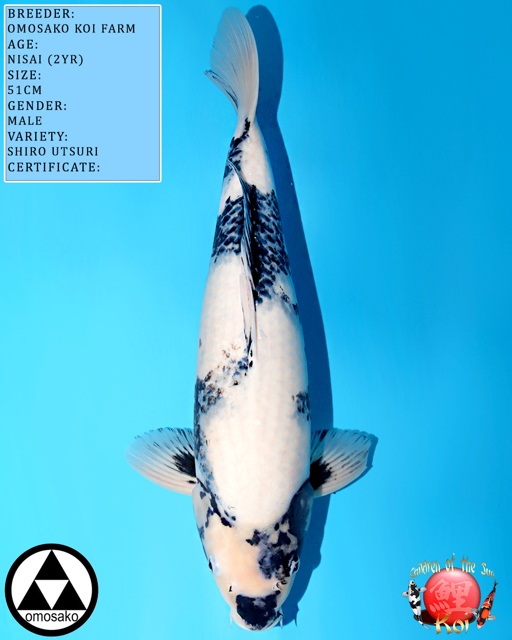 Omosako Nisai Shiro Utsuri 644