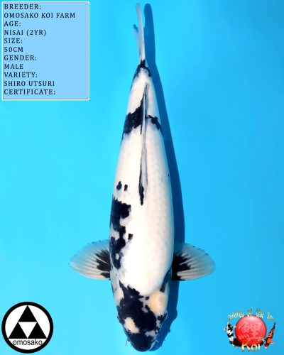 Omosako Nisai Shiro Utsuri 646