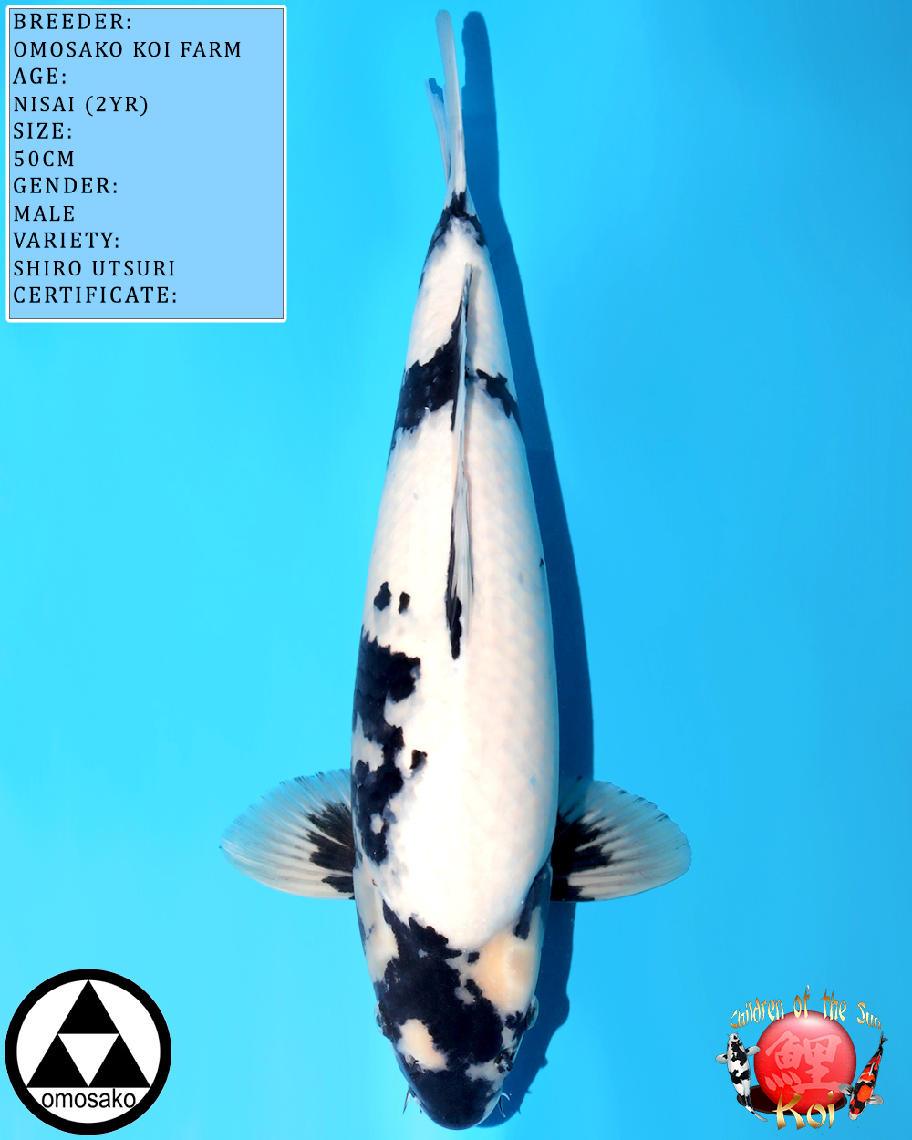 Omosako Nisai Shiro Utsuri 646