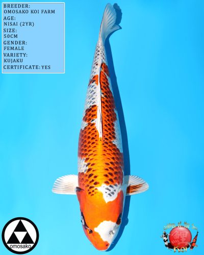 Omosako Nisai Kujaku 648