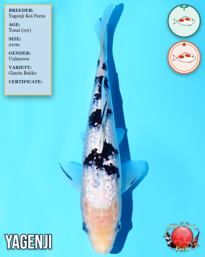 Ginrin Bekko 7138