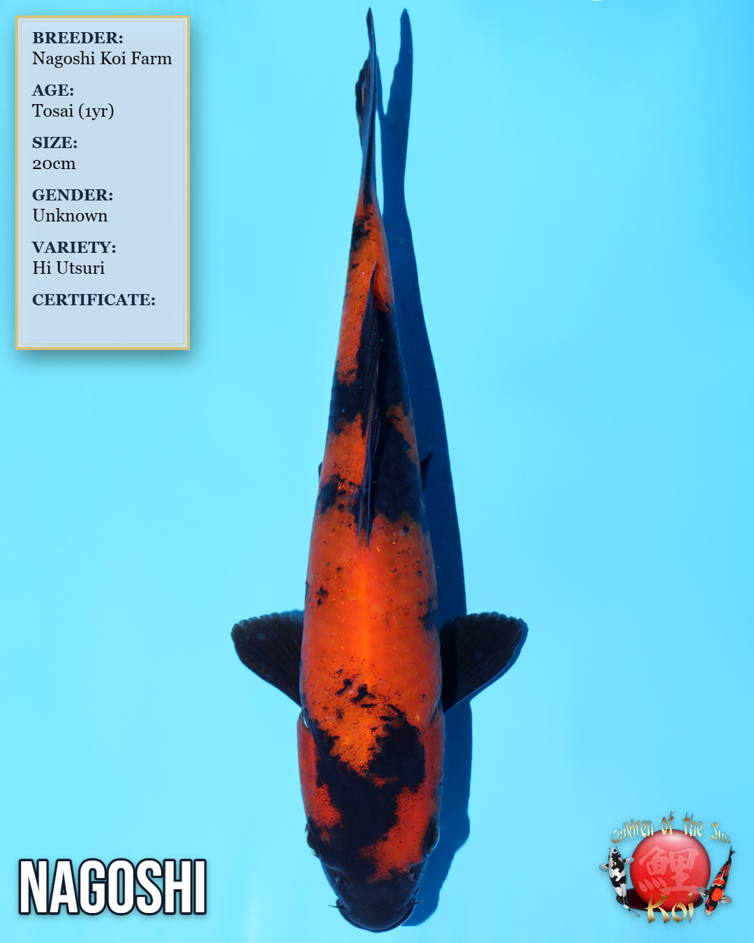 Hi Utsuri 7145