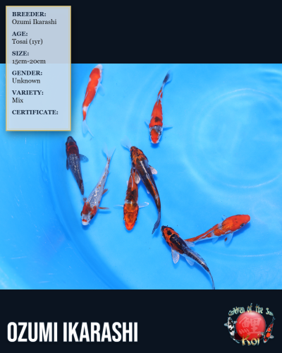 8pc Koi Mix 7161