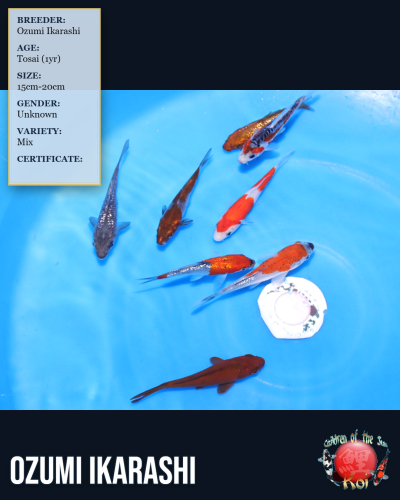 8pc Koi Mix 7162