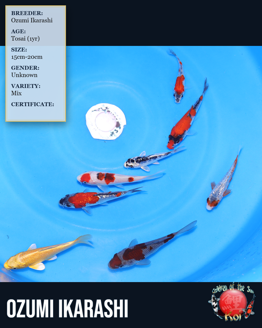 8pc Koi Mix 7163