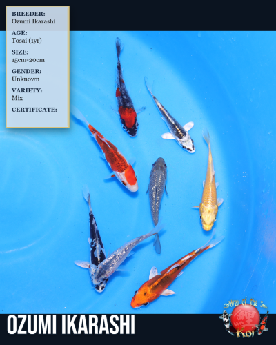8pc Koi Mix 7164