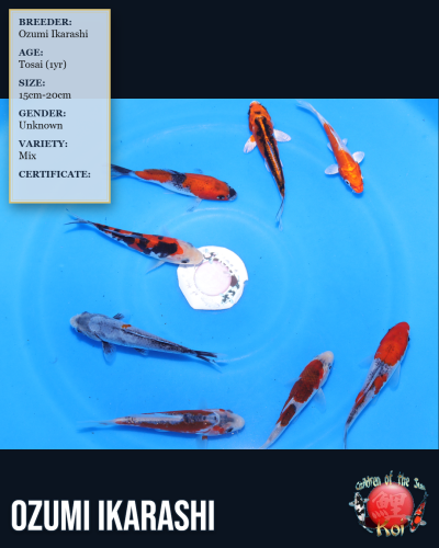 8pc Koi Mix 7165