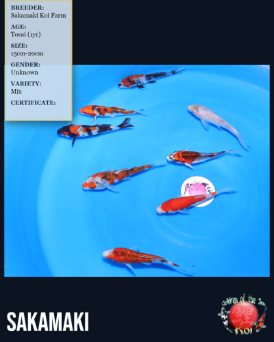 8pc Koi Mix 7167