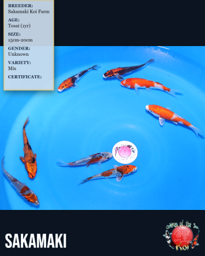 8pc Koi Mix 7168