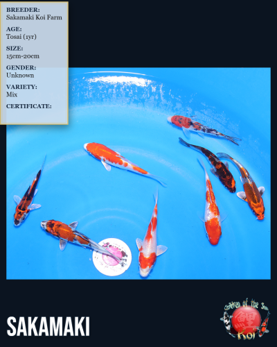 8pc Koi Mix 7170