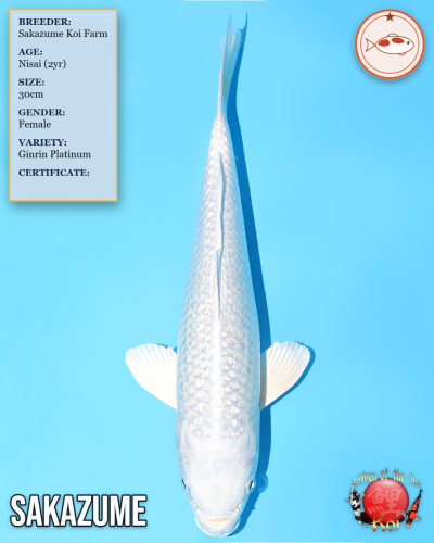 Ginrin Platinum 815