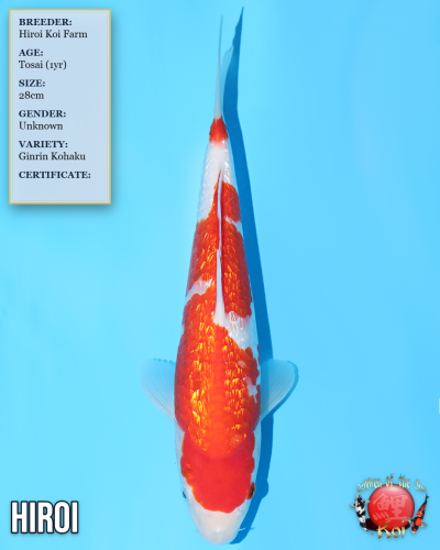 Ginrin Kohaku 823