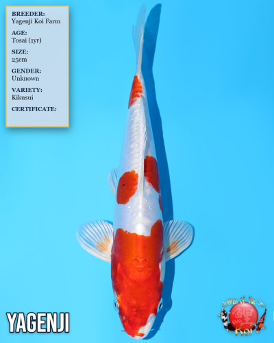 Kikusui 831