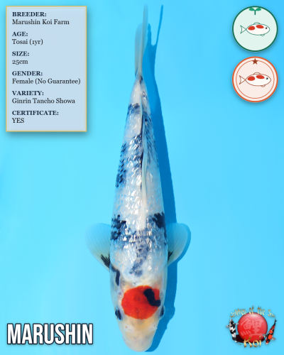 Marushin Ginrin Tancho Showa 841
