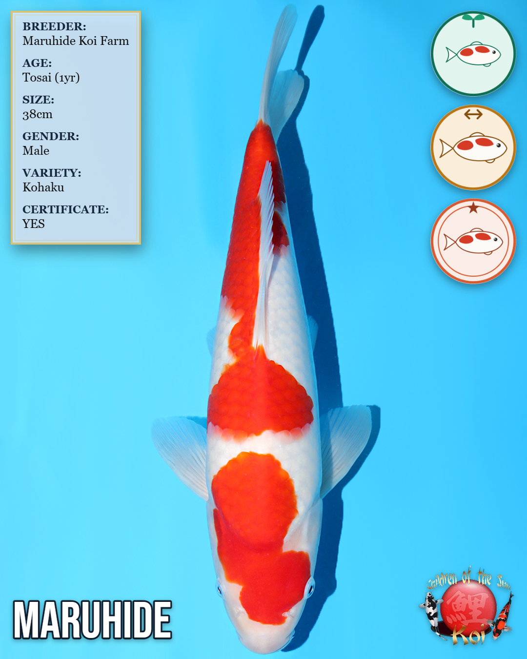 Maruhide Kohaku HQ831
