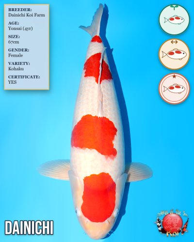 Dainichi Kohaku HQ836