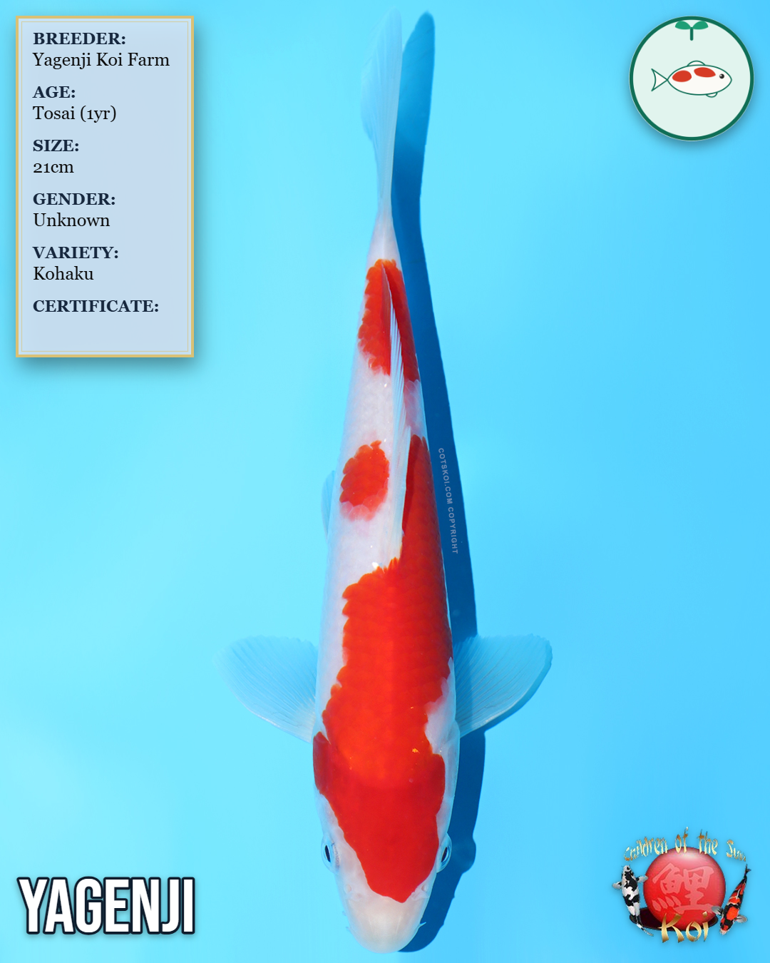 Kohaku 8124
