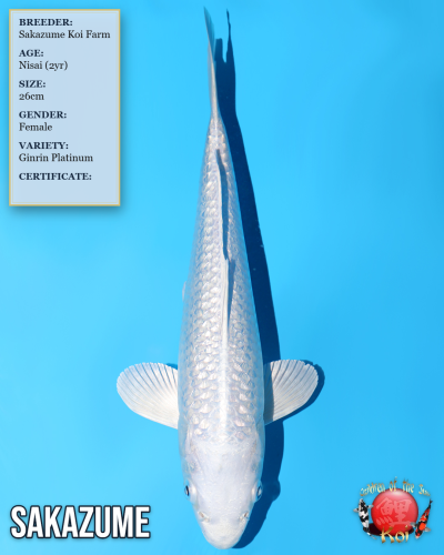 Ginrin Platinum 845
