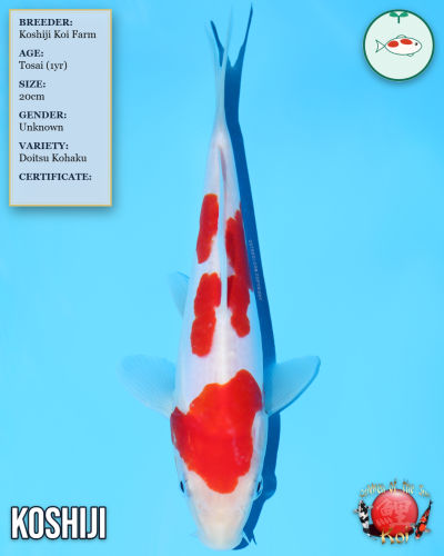 Doitsu Kohaku 902