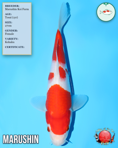 Kohaku 903