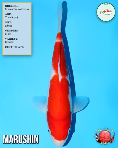 Kohaku 904