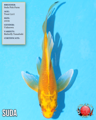 Butterfly Yamabuki 942/20