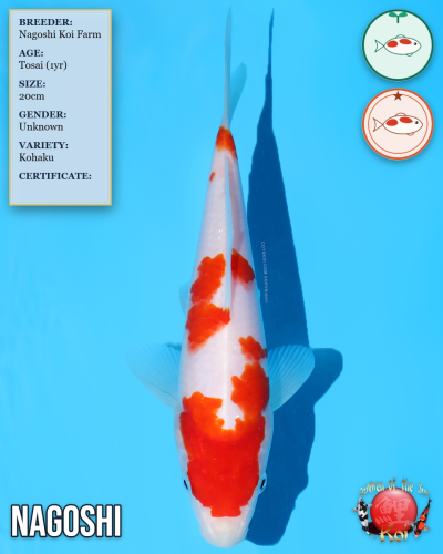 Kohaku 963/20