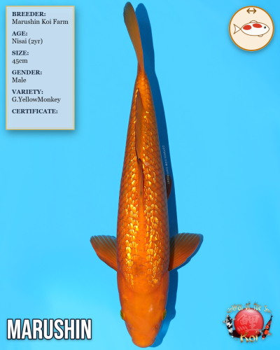 Marushin Ginrin YellowMonkey Karashigoi 973/45