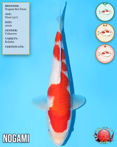 Nogami Kohaku 975/40