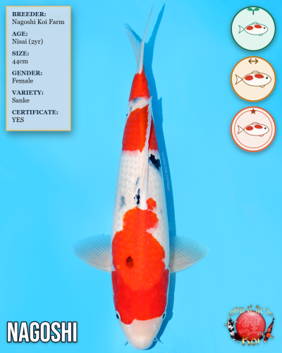 Nagoshi Sanke 978/44C