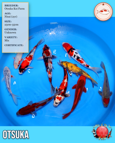 Otsuka Doitsu Sanke 1002B Koi F