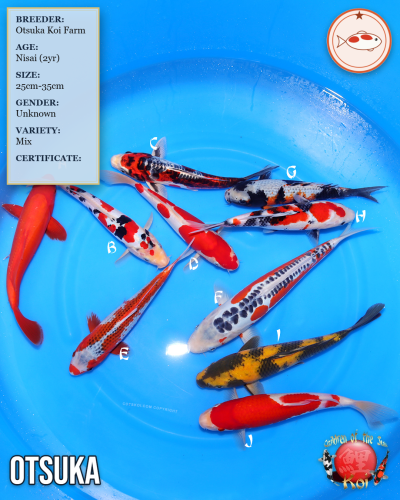 Otsuka Showa 1003B Koi H