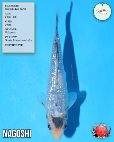 Nagoshi Ginrin Matsukawabake 1085/20
