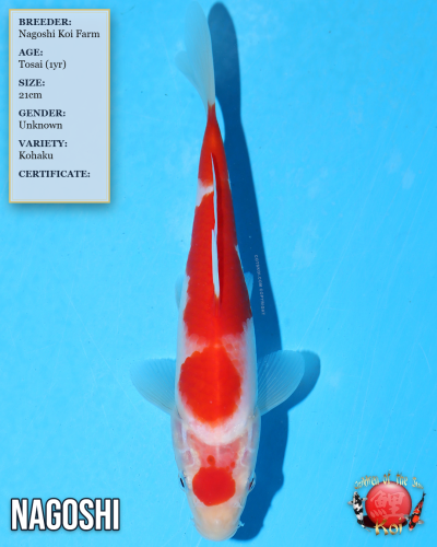 Nagoshi Kohaku 1099/21