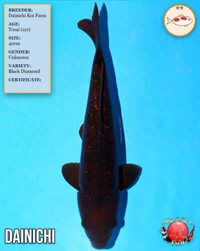 Dainichi Black Diamond 1133/40