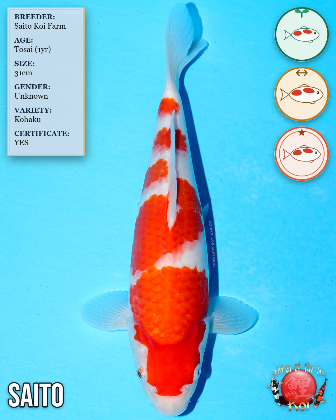 Saito Kohaku 1135/31C